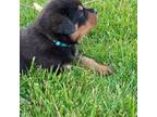 Rottweiler Puppy for sale in Centerburg, OH, USA