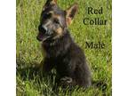 German Shepherd Dog Puppy for sale in Hilham, TN, USA