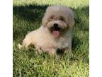 Maltipoo Puppy for sale in West Palm Beach, FL, USA