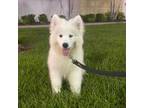 Samoyed Puppy for sale in Tampa, FL, USA