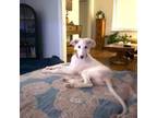 Borzoi Puppy for sale in Hollywood, FL, USA