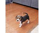 Beagle Puppy for sale in Enterprise, AL, USA