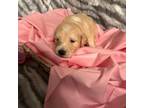 Goldendoodle Puppy for sale in Leesburg, GA, USA