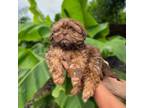 Shih Tzu Puppy for sale in Athens, GA, USA