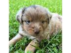 Miniature Australian Shepherd Puppy for sale in Monteagle, TN, USA