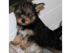 Havanese Puppy for sale in Thayer, KS, USA