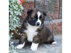 Mutt Puppy for sale in Cayuga, NY, USA