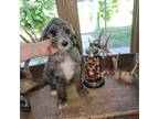 Mutt Puppy for sale in Liberty Center, OH, USA
