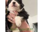 Australian Shepherd Puppy for sale in Chiloquin, OR, USA