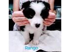 Border Collie Puppy for sale in Opelika, AL, USA