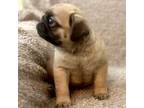Pug Puppy for sale in Cookeville, TN, USA