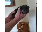 French Bulldog Puppy for sale in Washington, NC, USA