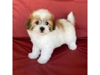 Zuchon Puppy for sale in Bedford, IN, USA