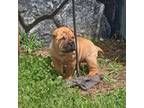 Chinese Shar-Pei Puppy for sale in Rocky Mount, VA, USA
