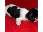 Dachshund Puppy for sale in Canton, GA, USA