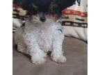 Poodle (Toy) Puppy for sale in Effingham, IL, USA