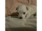 Maltese Puppy for sale in Electra, TX, USA