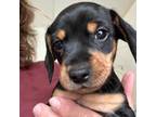 Dachshund Puppy for sale in Saint Mary, MO, USA