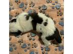 Saint Bernard Puppy for sale in Albuquerque, NM, USA