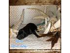 Labrador Retriever Puppy for sale in Macon, IL, USA