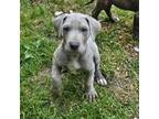 Great Dane Puppy for sale in North Brookfield, MA, USA