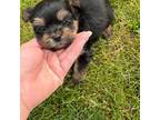 Yorkshire Terrier Puppy for sale in Yakima, WA, USA