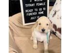 Goldendoodle Puppy for sale in Temple, TX, USA