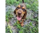 Bloodhound Puppy for sale in Cross City, FL, USA