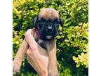 Boxer Puppy for sale in Hedrick, IA, USA