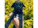 Boxer Puppy for sale in Hedrick, IA, USA