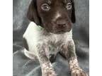 German Shorthaired Pointer Puppy for sale in Le Roy, NY, USA