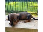 Dachshund Puppy for sale in Chatsworth, GA, USA
