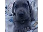 Great Dane Puppy for sale in Stillwater, OK, USA