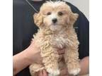 Maltipoo Puppy for sale in Flushing, NY, USA