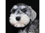 Schnauzer (Miniature) Puppy for sale in Westmoreland, TN, USA