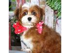Havanese Puppy for sale in Choudrant, LA, USA