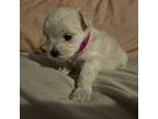 Maltese Puppy for sale in Electra, TX, USA