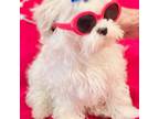 Maltese Puppy for sale in Live Oak, FL, USA