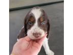 English Springer Spaniel Puppy for sale in North, SC, USA