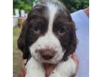 English Springer Spaniel Puppy for sale in North, SC, USA