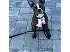 Boston Terrier Puppy for sale in Satellite Beach, FL, USA