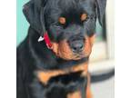 Rottweiler Puppy for sale in Wildomar, CA, USA
