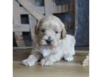 Coton de Tulear Puppy for sale in Koshkonong, MO, USA