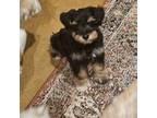Schnauzer (Miniature) Puppy for sale in Kingsbury, TX, USA