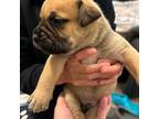 Bullmastiff Puppy for sale in Comer, GA, USA