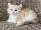 Girl Siberian Purebred Red Tabby With White