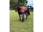 Beautiful Liver Chestnut Trail/Ranch SMOOTH riding Gelding!