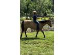 Gorgeous Dun & Palomino Geldings Ranch/Trail Deluxe