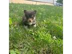 Pembroke Welsh Corgi Puppy for sale in Effingham, IL, USA