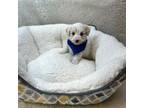 Maltipoo Puppy for sale in Birch Tree, MO, USA